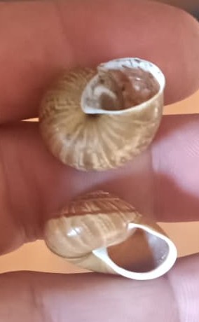 Su Arianta arbustorum stenzii